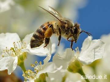 Champ lexical insekten