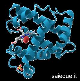 Champ lexical protein