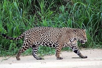 Champ lexical jaguar