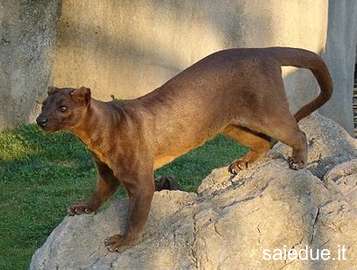 Champ lexical fossa