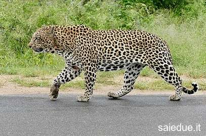 Champ lexical leopard
