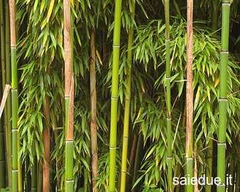 Champ lexical bambus