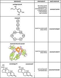 Champ lexical hormone