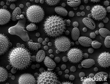 Champ lexical pollen