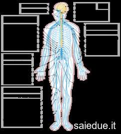 Champ lexical nervensystem