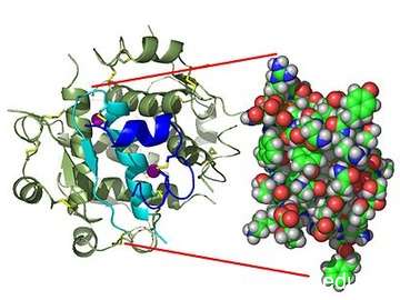 Champ lexical insulin