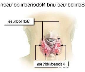 Champ lexical schilddrüse