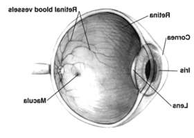 Champ lexical retina