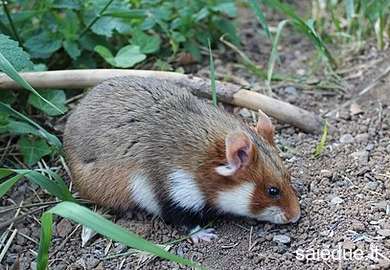 Champ lexical hamster