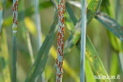 Champ lexical puccinia