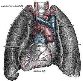 Champ lexical kardiologie