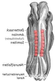 Champ lexical somit