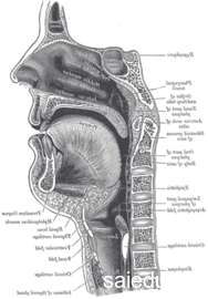 Champ lexical mund